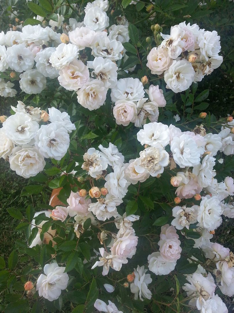 GdF photo 20130528_194505_zps39ea7a6b.jpg